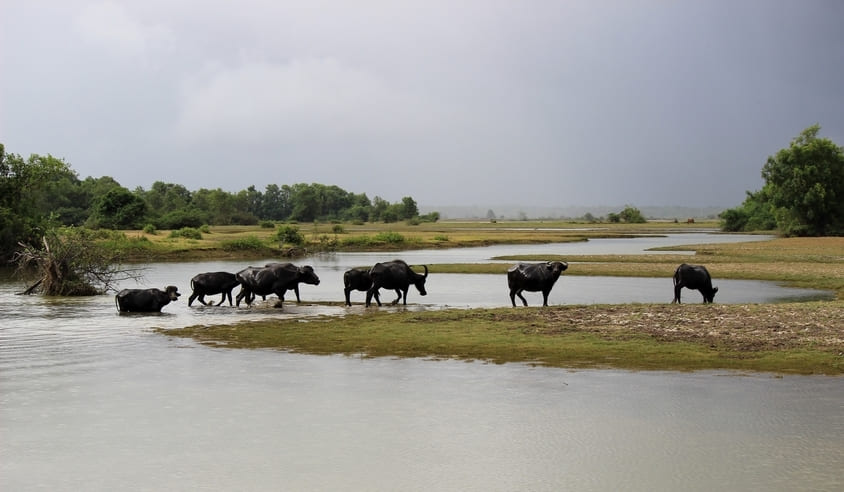 Ilha de Marajó
